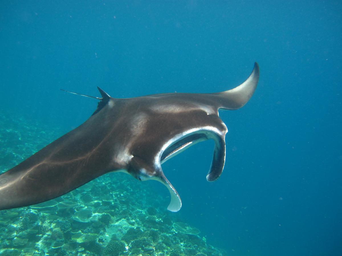 オルマティ ビュー イン Ukulhas エクステリア 写真